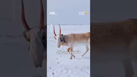 ظبي السايغا