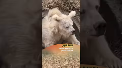 دب الهيملايا يستيقظ من سباته الشتوي