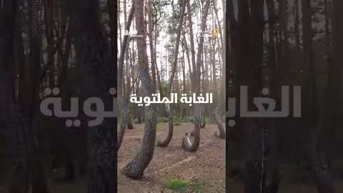 الغابة الملتوية