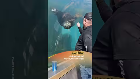 أسد البحر يُبهر الزوار بجولته المرحة في الحديقة