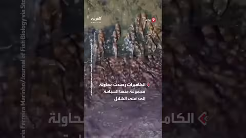اكتشاف أسماك تسبح عكس التيار في البرازيل