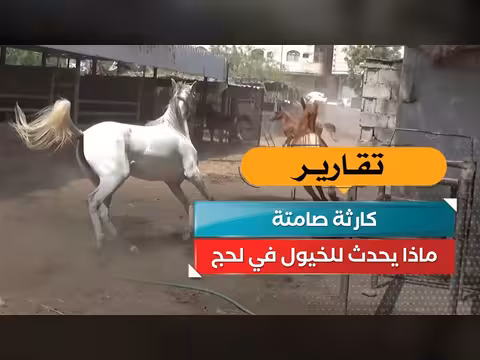 كارثة صامتة! ما يحدث للخيول في لحج