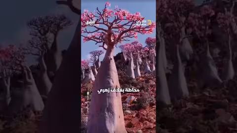 تنزف سائلاً أحمر كالدم