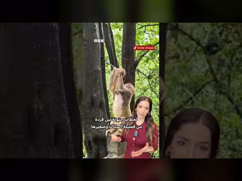 قردة تحتضن وتقبّل صغيرها في متنزه صيني