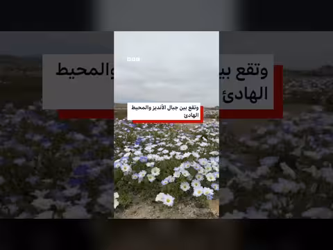 ازدهار نادر في صحراء أتاكاما التشيلية بعد أمطار النينيو