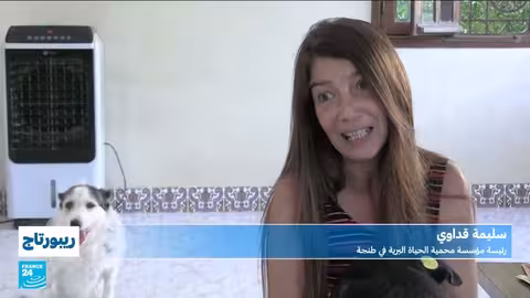 المغرب: جهود للتعامل مع الكلاب الضالة قبل مونديال 2030