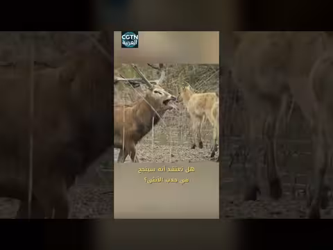 الأيل يزين قرونه للفوز بقلب شريكته