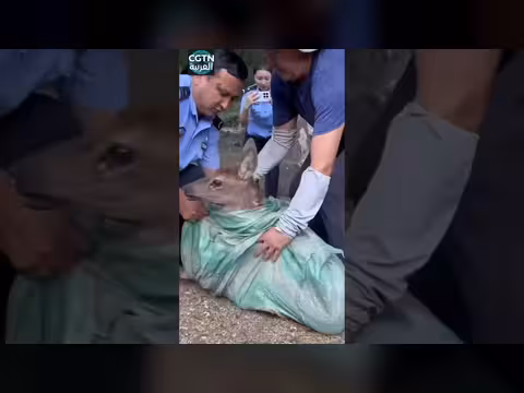 شرطة شينجيانغ تنقذ غزالا مصابا
