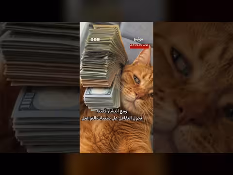 مكافأة مالية لمن يعثر على القط ريكس المفقود في قطر