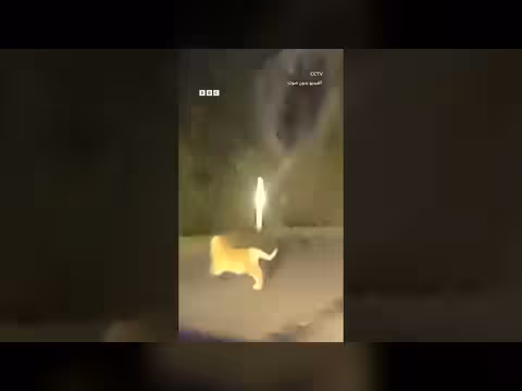 فيديو نادر لأنثى نمر سيبيري تقود أربعة أشبال في شمال شرق الصين