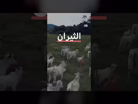 كيف ترتبط سيارات بي إم دبليو بتهديد غابات الأمازون؟