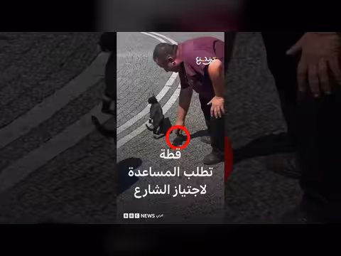 قطة تركية تطلب المساعدة لاجتياز الشارع