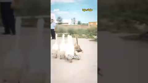 الإوز لحراسة السجون