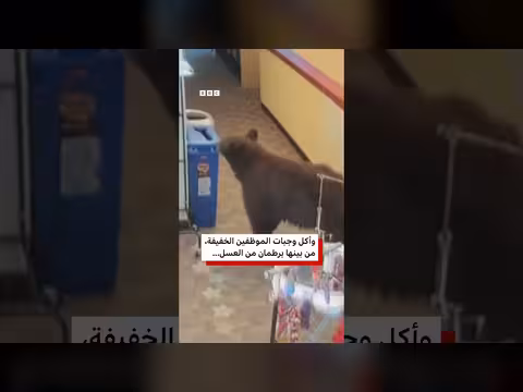 دب أسود يقتحم مكتبة بكاليفورنيا ويسرق برطمان عسل