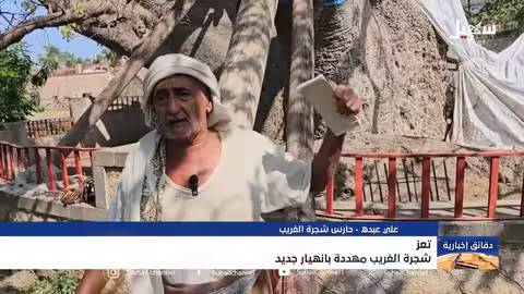 شجرة الغريب الأثرية في تعز مهددة بانهيار وشيك