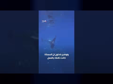 حيتان الأوركا تقتل فريستها بدافع المتعة