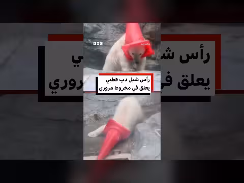 شبل دب قطبي صغير يعلق رأسه داخل مخروط مروري في اليابان