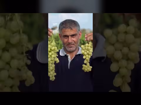 مزارعون في غزة يعيدون كروم العنب التي دمرتها الحرب