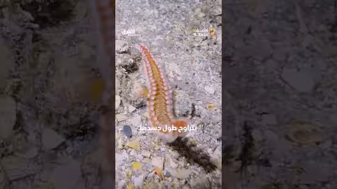 دودة تسبب أعراضا خطيرة