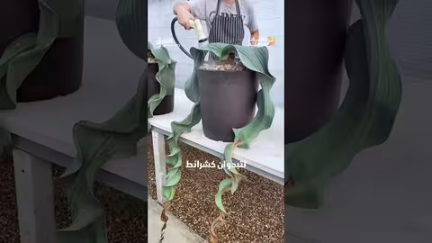 الخارجية السورية تدعو لتعزيز الجهود الإنسانية في السويداء ودرعا