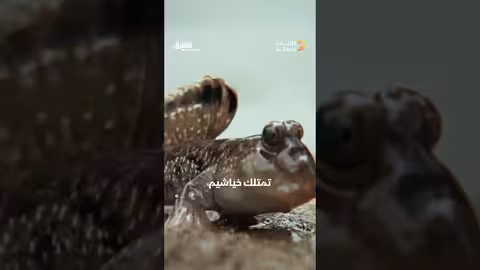سمكة نطاط الطين الأطلسي