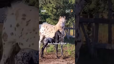حصان الأبالوزا