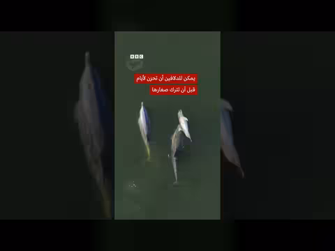 أنثى دولفين تحمل صغيرها النافق لأيام خلال فترة حداد
