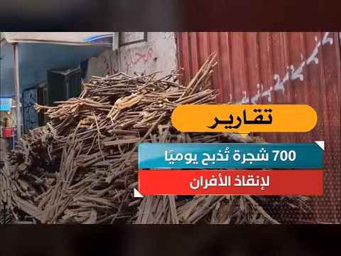 700 شجرة تُذبح يوميًا لإنقاذ الأفران