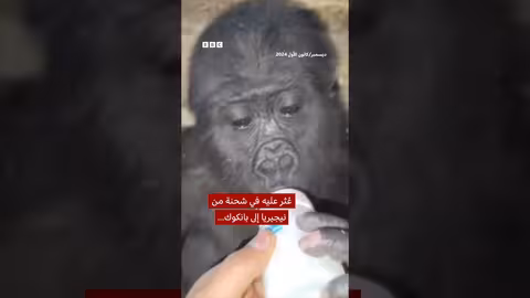 قصة الغوريلا زيتون