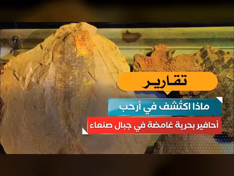 أحافير بحرية غامضة في جبال صنعاء.. ماذا اكتُشف في أرحب؟