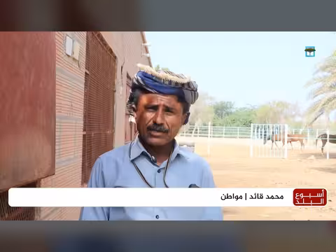 عادة تربية الخيول تنتعش في أبين بمبادرات فردية