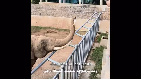 فيل في الصين يعيد قبعة طفل بلطف