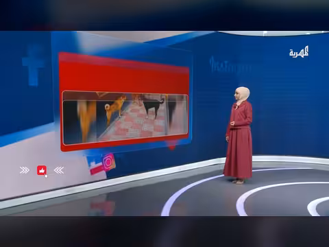 مناشدات لمكافحة الكلاب الضالة في تعز