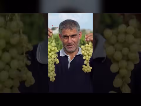 مزارعون في غزة يعيدون كروم العنب التي أكلتها الحرب