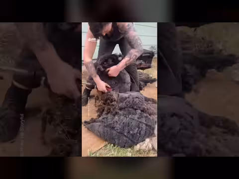 قصة جز صوف خروف أسود كثيف للمرة الأولى