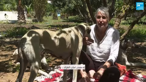 السلوقي العربي: تاريخ وتحديات الحفاظ على السلالة