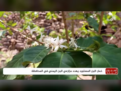 مزارعون في ذمار يستبدلون القات بالبن