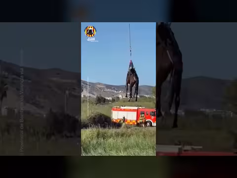 مروحية تنقذ حصاناً عالقاً في بركة مياه بإسبانيا