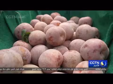 إنتاج وفير من الخوخ الآسيوي على أطراف الصحراء