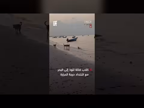 موجة الحر تدفع الكلاب الضالة إلى البحر في عدن