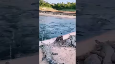 البطة بذكائها تهرب من التمساح مفترس