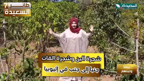 شجرة البن وشجرة القات. جنبا لجنب في إثيوبيا طائر السعيدة7، رمضان، السعيدة