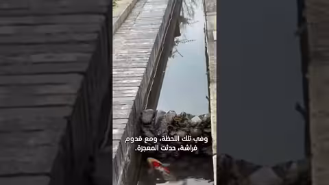إصرار سمكة على القفز: قصة ملهمة عن عدم الاستسلام