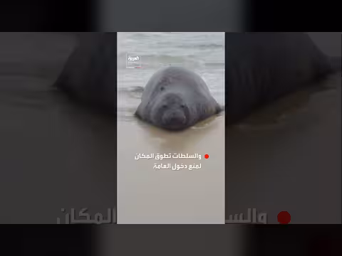 فقمة فيل تظهر بشكل غير مألوف على شاطئ في ريو دي جانيرو