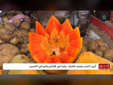أبين تتصدر موسم البابايا.. وفرة في الإنتاج وشح في التصدير