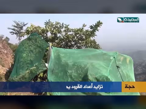 القرود تغزو مزارع حجة وتهدد فواكه المزارعين