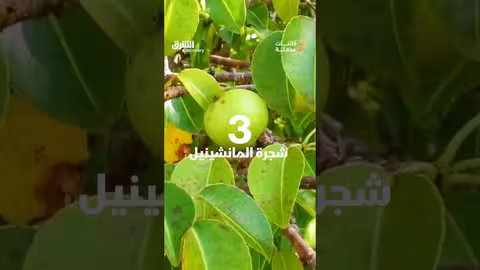 أكثر خمسة نباتات سمية
