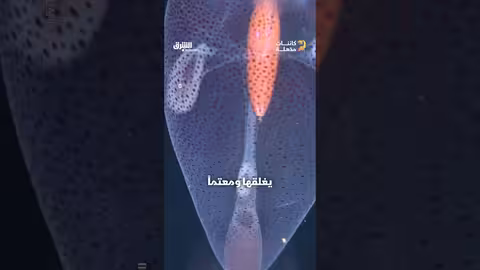 الحبار الزجاجي