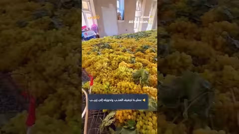 تجفيف العنب إلى زبيب في بني حشيش.. طريقة تقليدية أصيلة