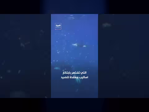 حيتان الأوركا تمزق فريستها بدافع المتعة